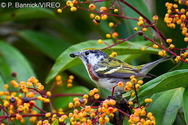 Chestnut-sided Warbler b53-4-113.jpg